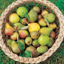 Fruit, Pears_Press 300dpi_59